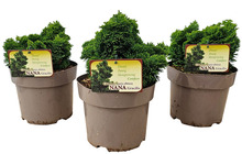 Solcypres 19 cm potte